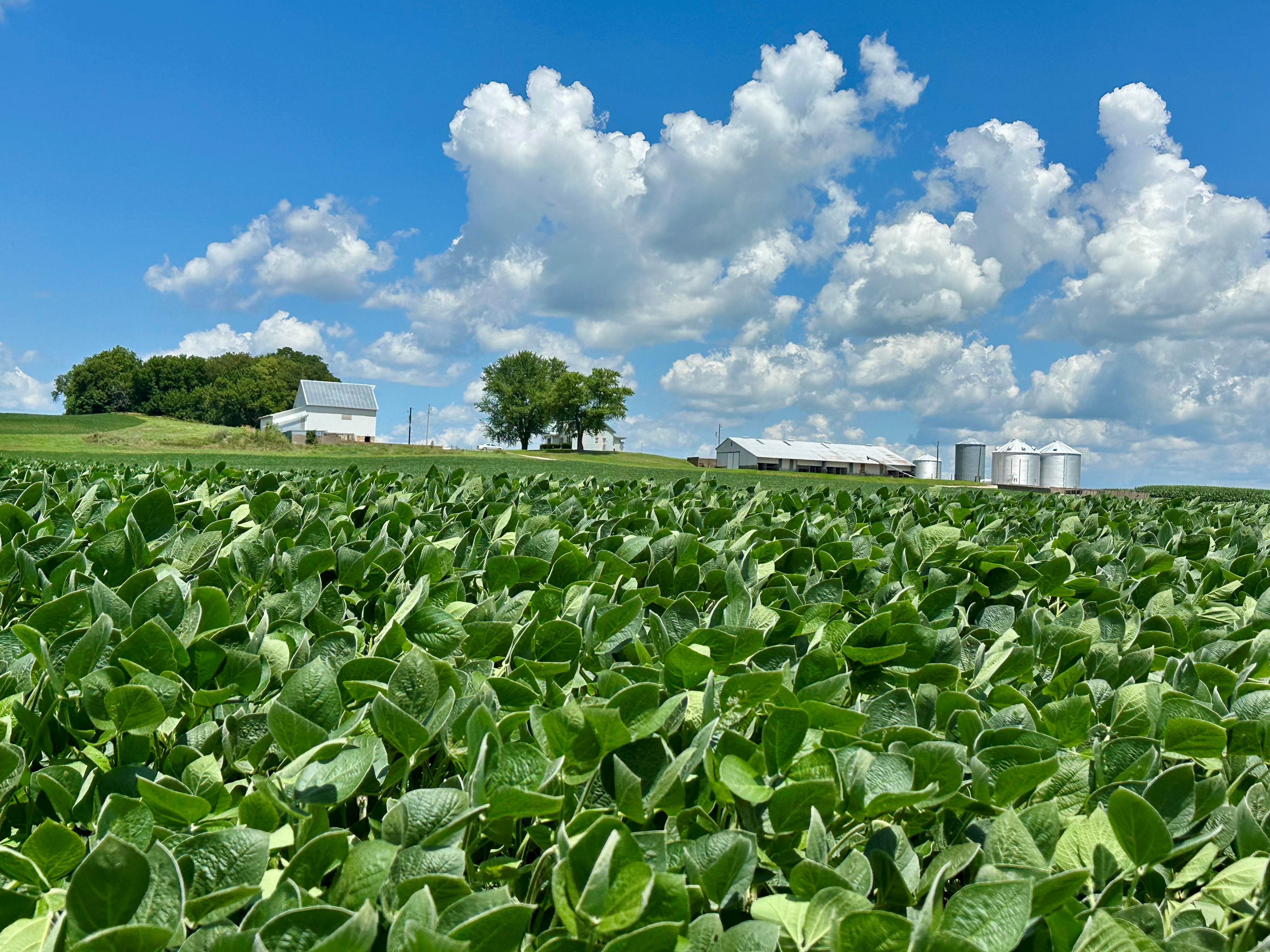 Soybean field with the farmstead in the background